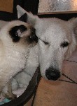 Hund und Katze