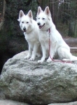 Hund und Stein